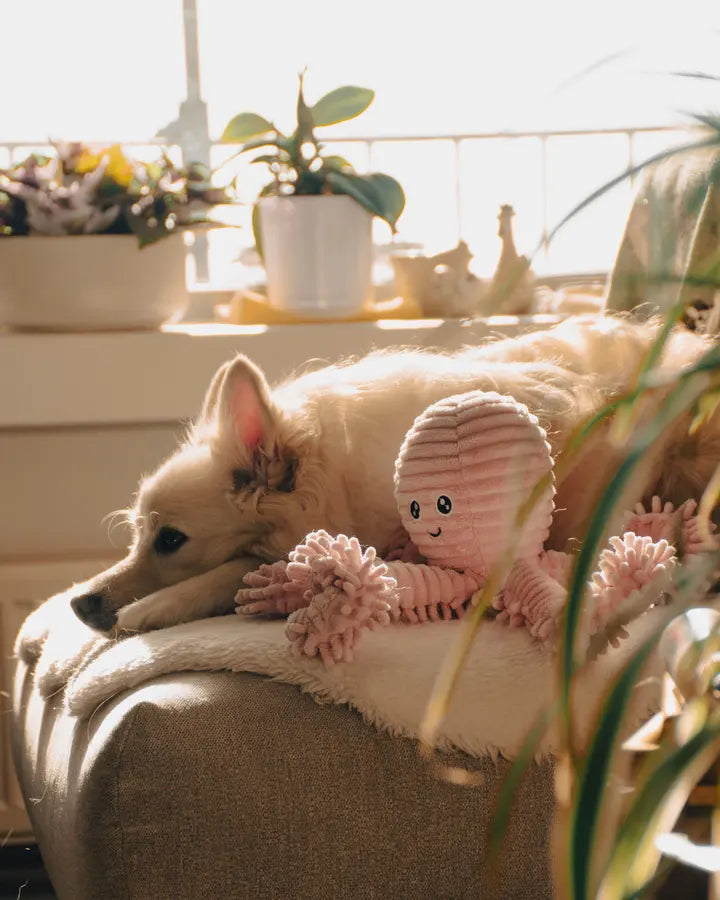 Puppy napping