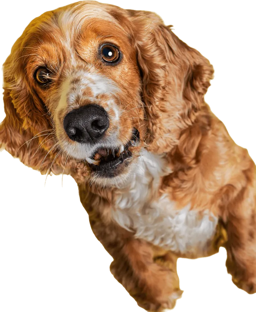 A curious spaniel