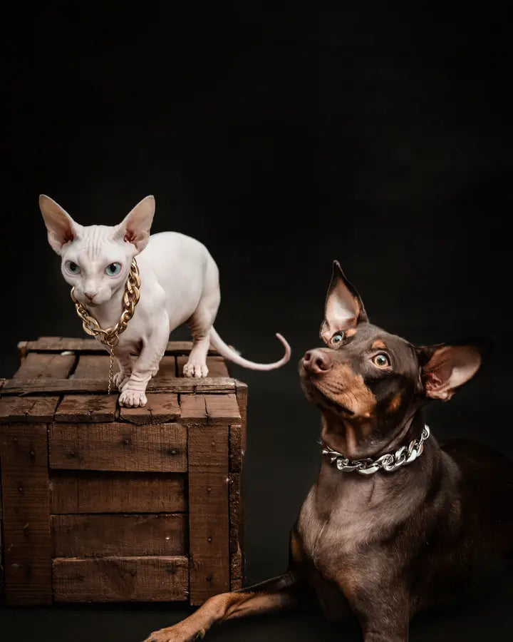 Cat and dog together